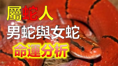 蛇喜歡的環境|如何防制蛇類入侵